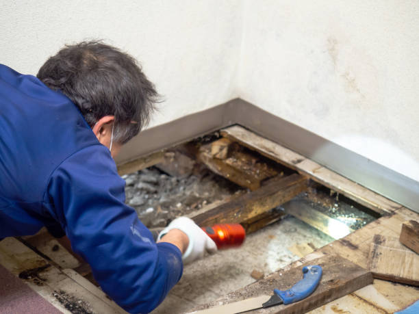 Best Toxic Mold Removal  in Oak Grove, KY