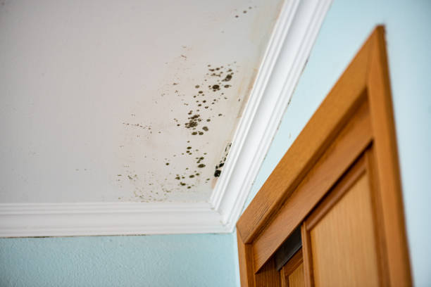 Best Commercial Mold Removal  in Oak Grove, KY