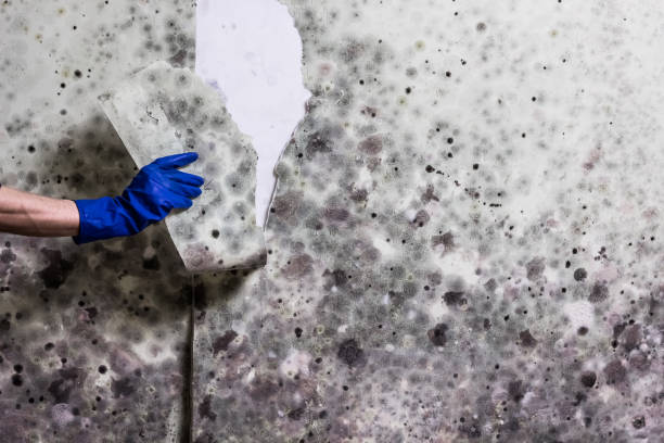 Best Best Mold Removal Companies  in Oak Grove, KY
